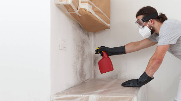 Professional Mold Remediation technician working in Walpole, MA