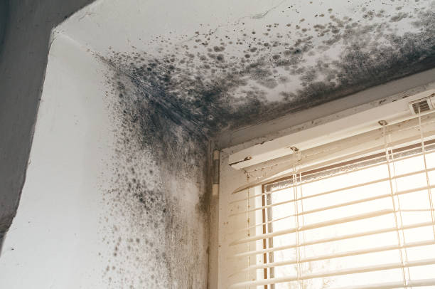 Affordable Mold Remediation solutions in Walpole, MA